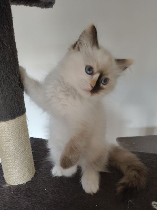 Ragdoll koteczka  Fife/FPL na wrzesień