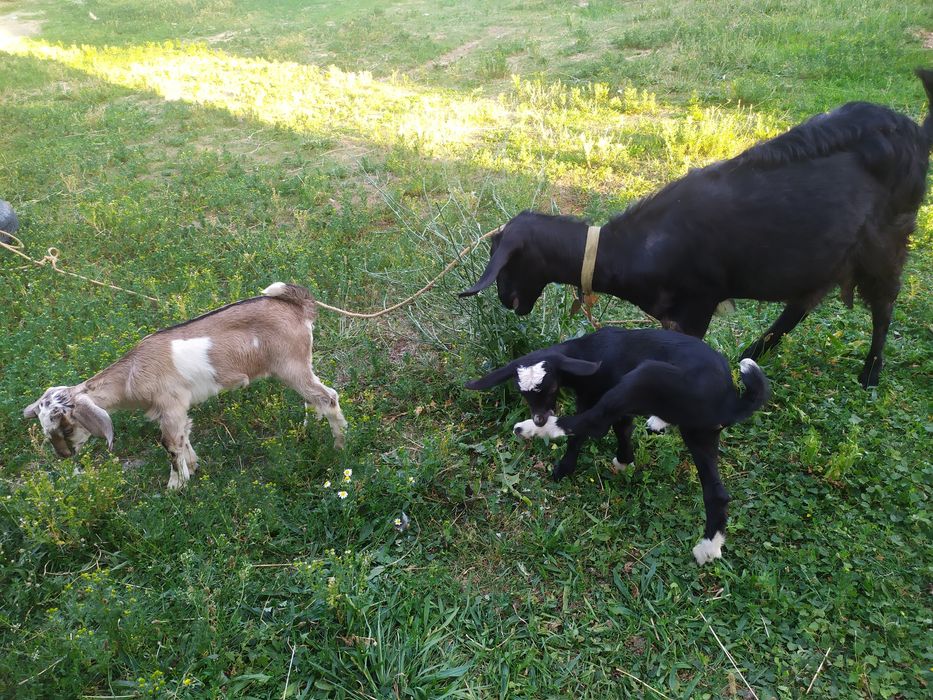 Продаю козу нубійку з козенятами