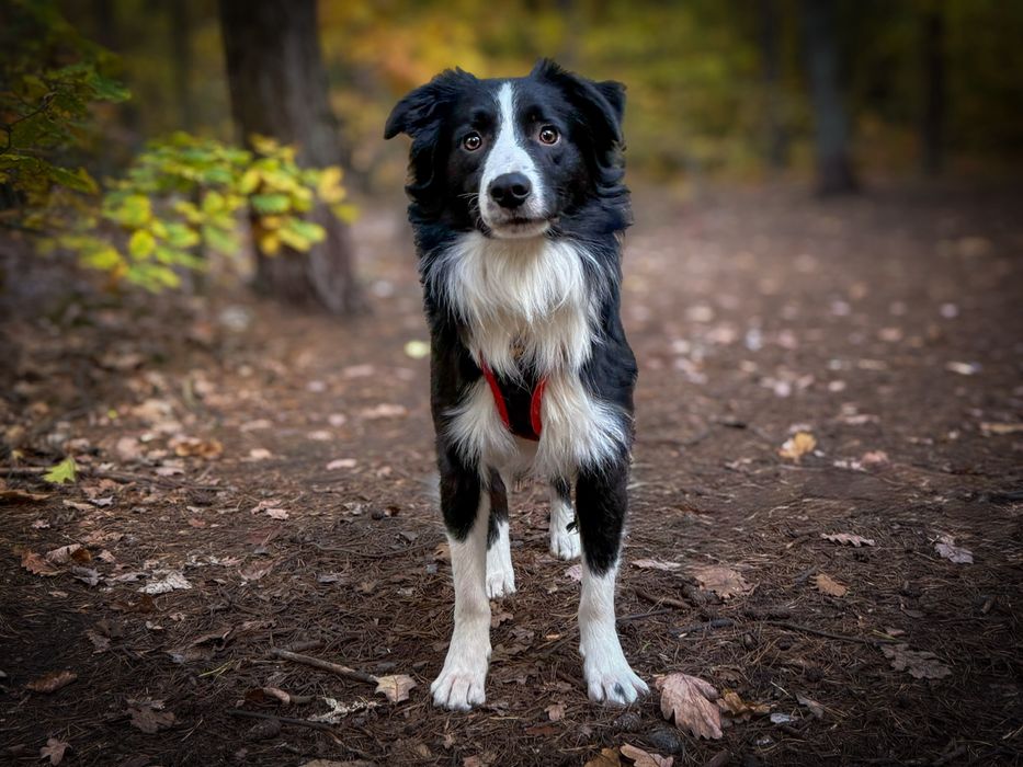 Roczny border collie szuka domu