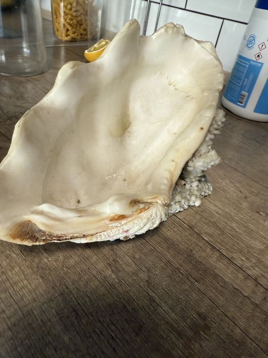 Морская раковина. Крым, СССР