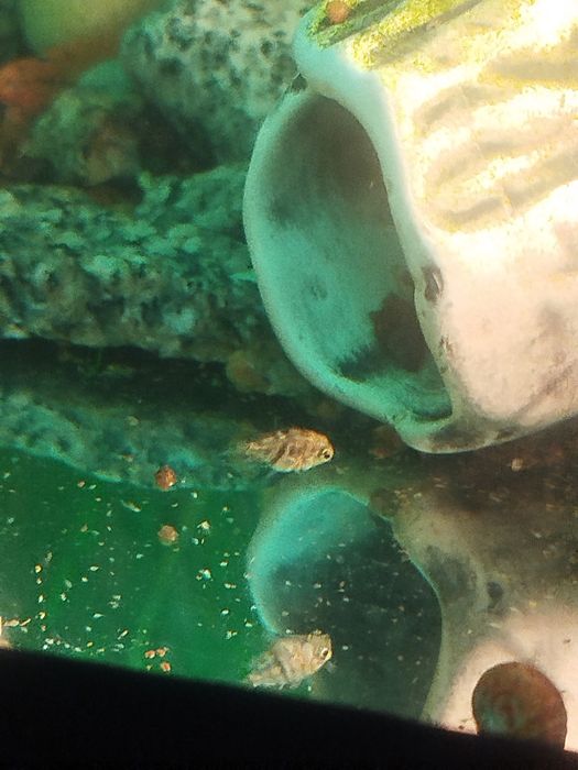 Мальки рыбок сапфирового попугая