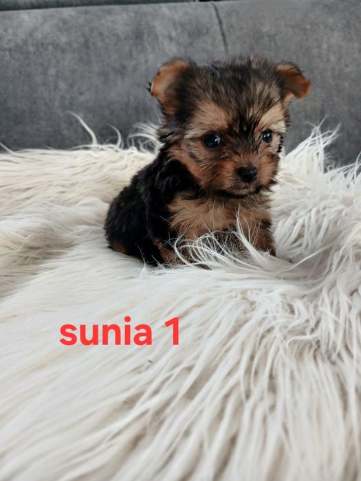 Sunia york z Rodowodem