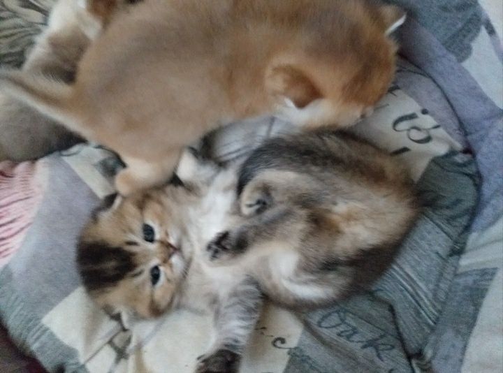 Шикарні шотландські золоті