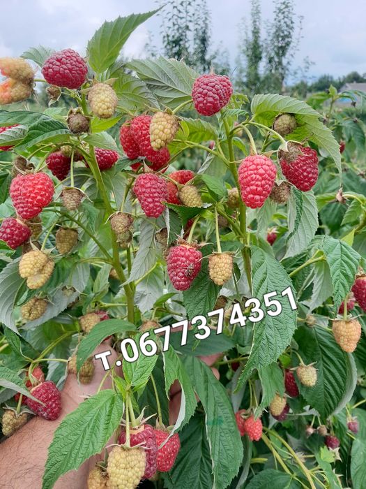 Садженці малини мапема і імара