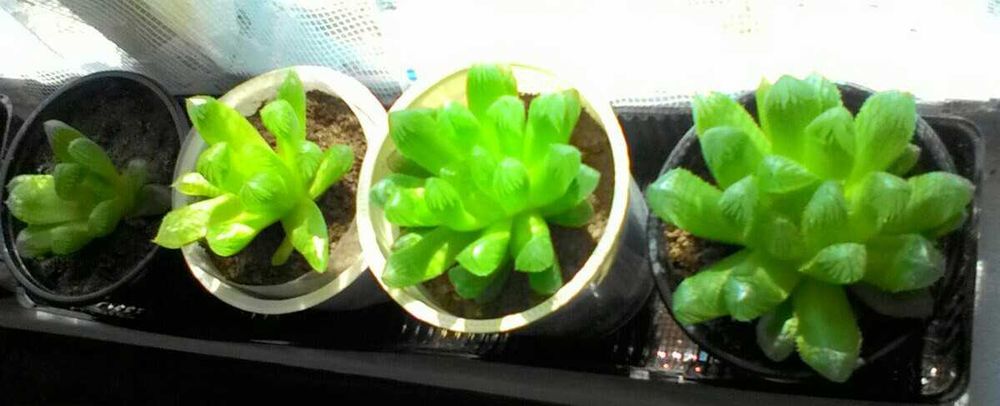 хавортії Купера, алое Дескоингса, седум Нуссбаумера