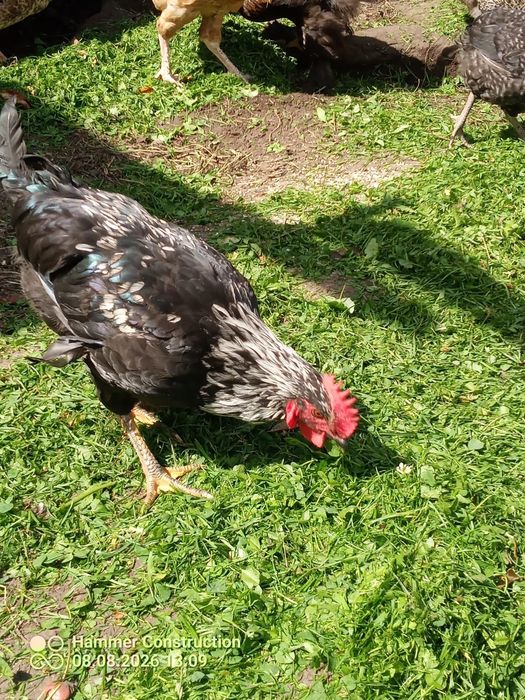 Sprzedam koguty cena dotyczy sztuki