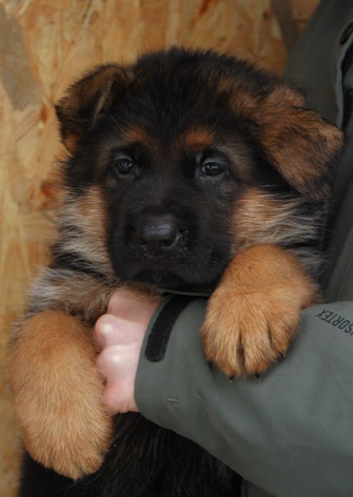 Німецька вівчарка, топові цуценята від сина Чемпіона Світу. Кобелі.