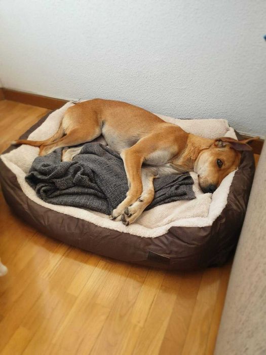 Legowisko dla psa kota posłanie poduszka zwierzęta pies kot NOWE