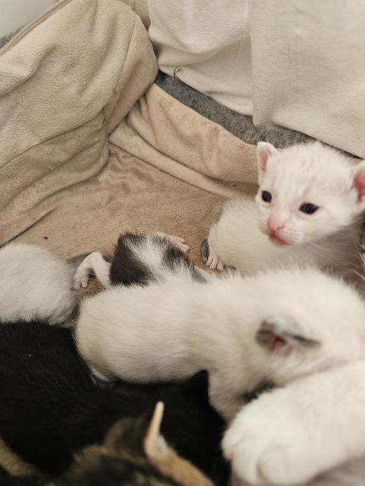 Gatos bebés para adoção