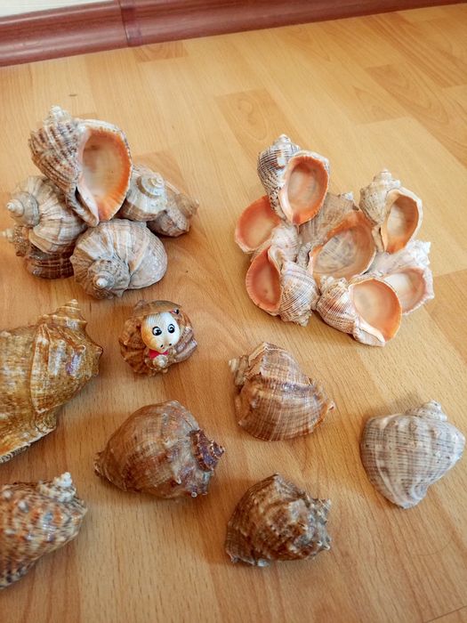 Декор ракушки мушлі сувеніри