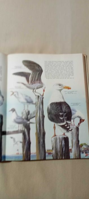 Pássaros do Mundo (Birds of the world) Austin, Singer 1966