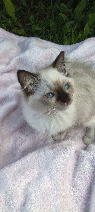 Kocurek Ragdoll - gotowy do odbioru