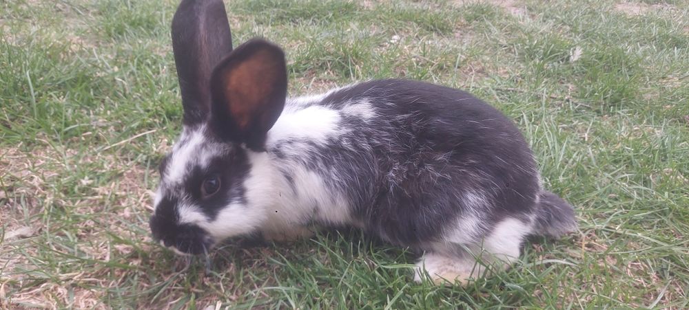 Kroliki młode mieszane