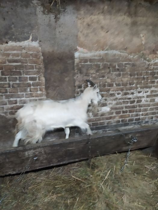 Sprzedam kozę ,500 zł