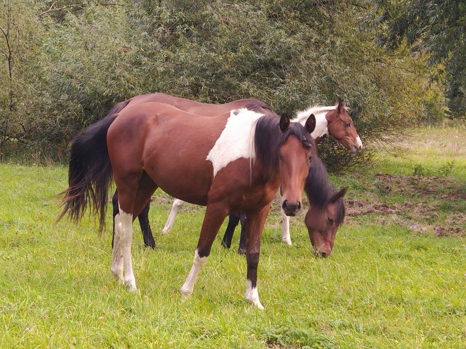 Klacz małopolska, APH, SP