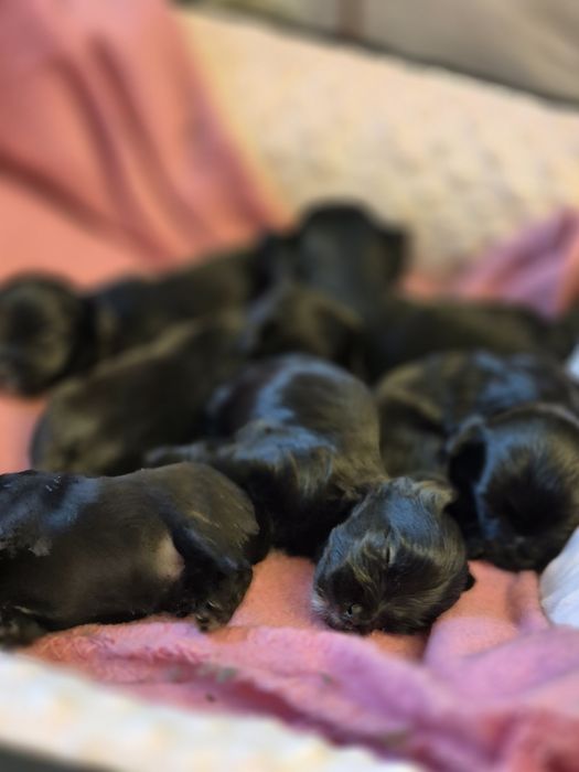 York black rodowodowy