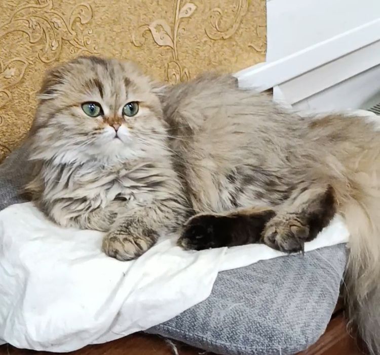 Девочка золотая шиншилла фолд