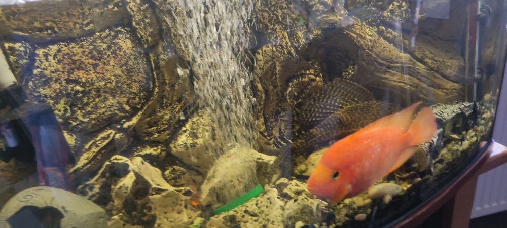 Akwarium panoramiczne z pełnym wyposażeniem