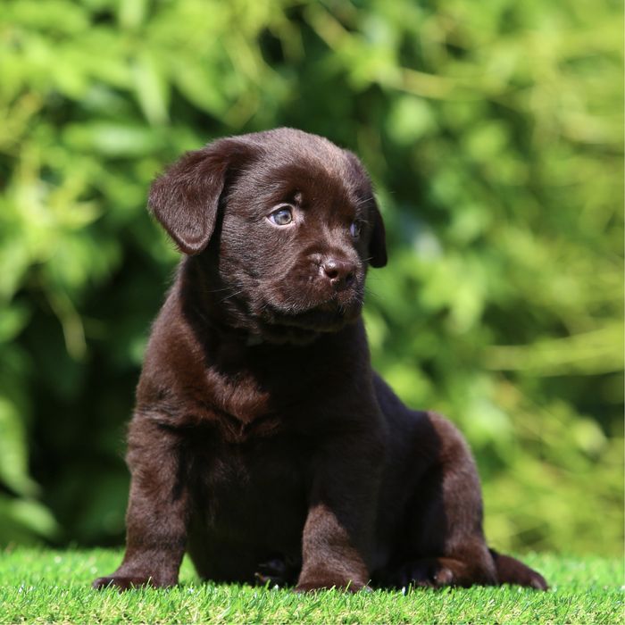 Цуценя / цуценята Лабрадор Ретривер / щеня / щенята / щенки / щенок
