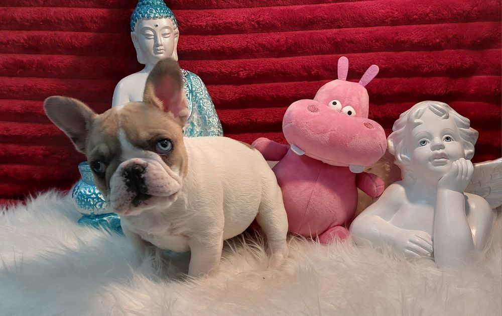 Bulldog francês olho azul