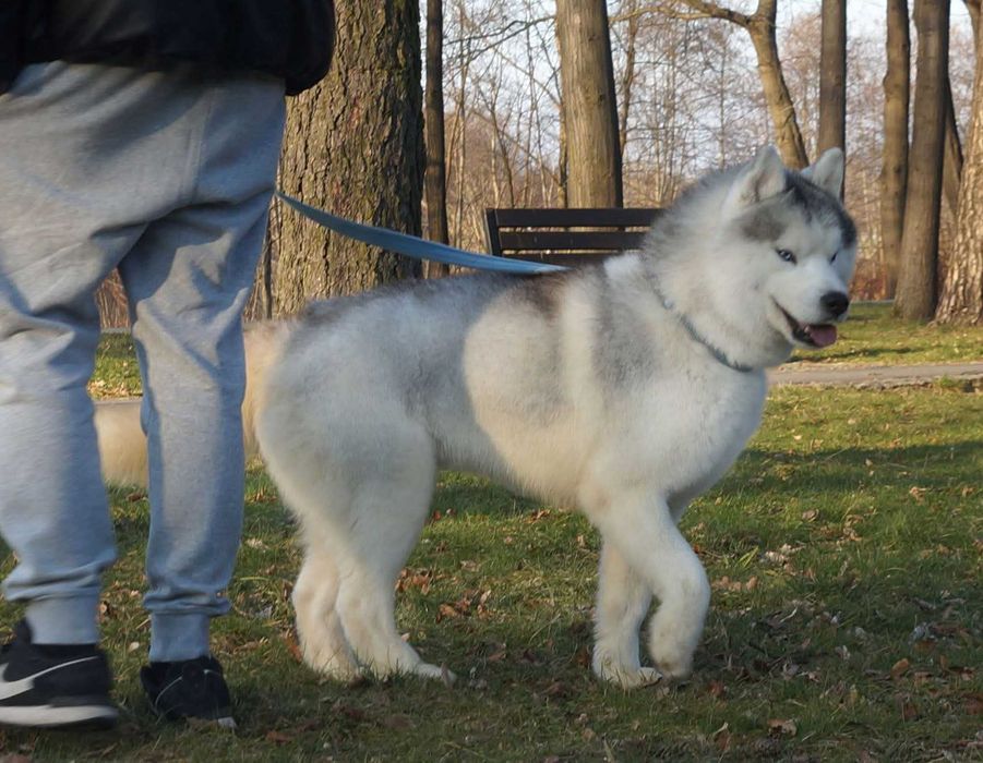 Siberian Husky/Suczka/Wybitna, ciemnooka