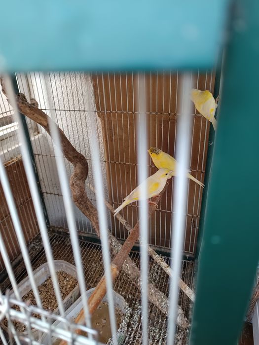 Vendo gaiola dupla com pássaros