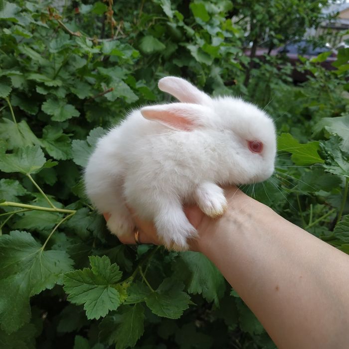 Шоколадные зайчики рыжие мини кролики белые крольчата в Харькове кроли