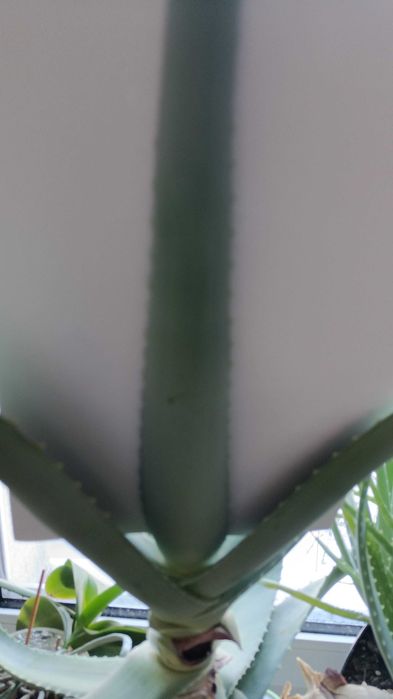 Lisc aloesu aloe vera swiezy 1 sztuka Wodzisaw lski  OLX.pl