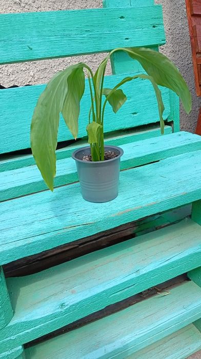 Спатіфіліум Жіноче щастя