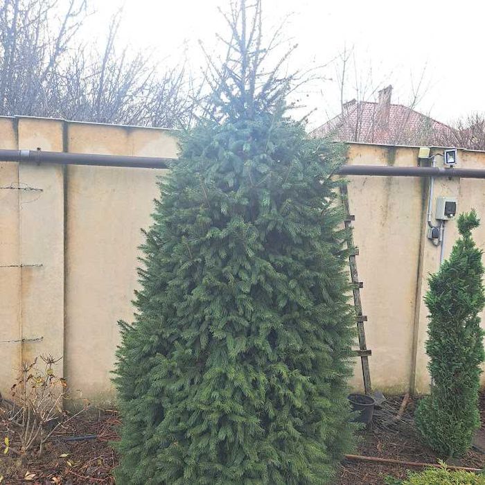 Продам новорічну ялинку (ялину)