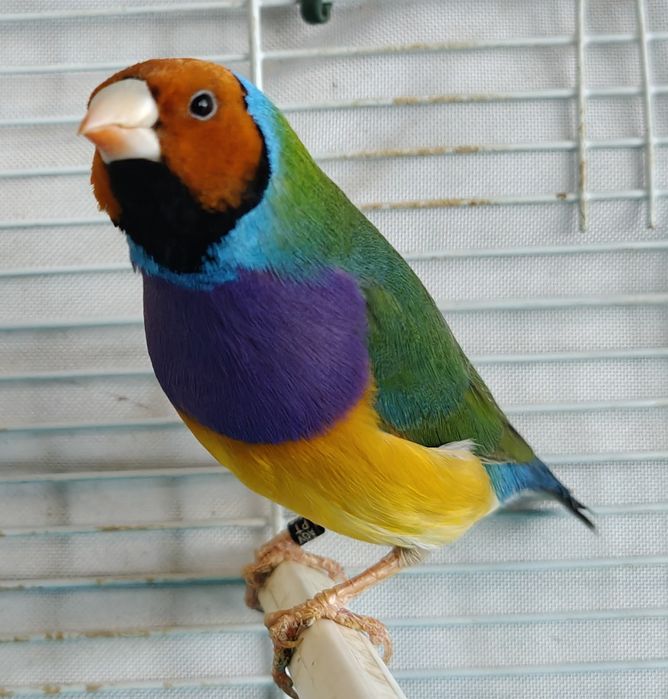 Mandarins gigantes e outros