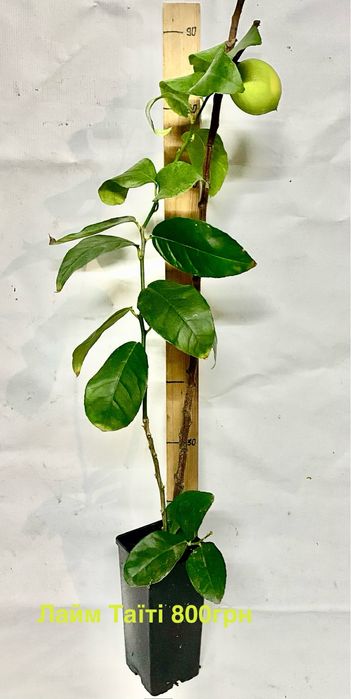 Цитруси , лимон, лайм, клементин, кумкват,  апельсин.