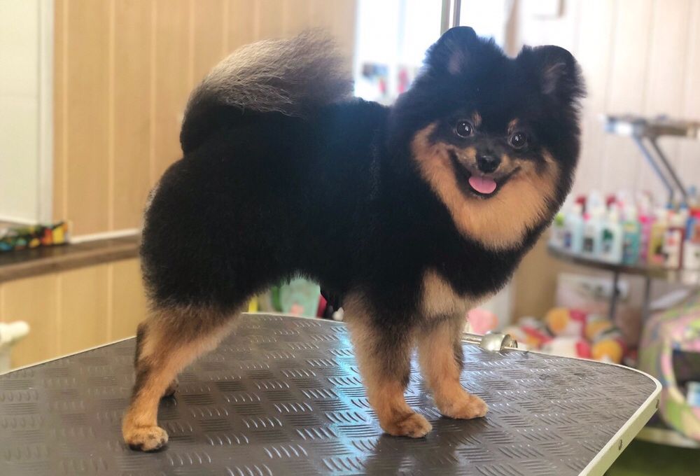 Стрижка собак