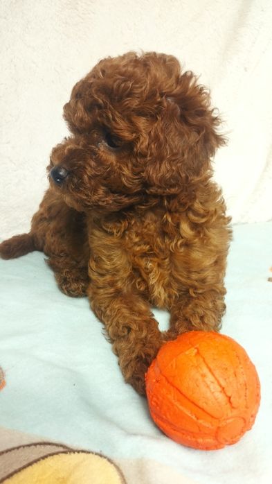 Девочка той пудель