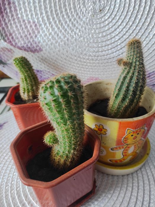 Продам кактусы и комнатные цветы