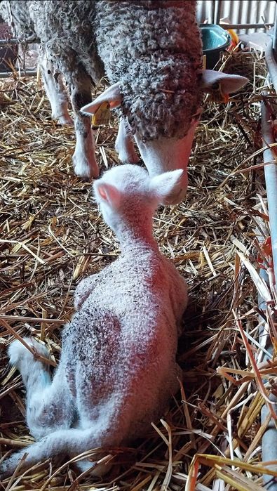 Ovinos Ile de France