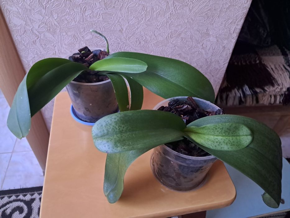 Орхідеї домашні продам