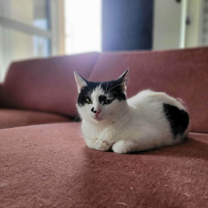 Lucynka do adopcji!