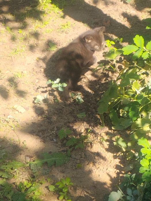 Віддам милих кошенят в добрі  руки