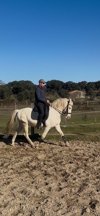 Cavalo Isabel montado e engatado