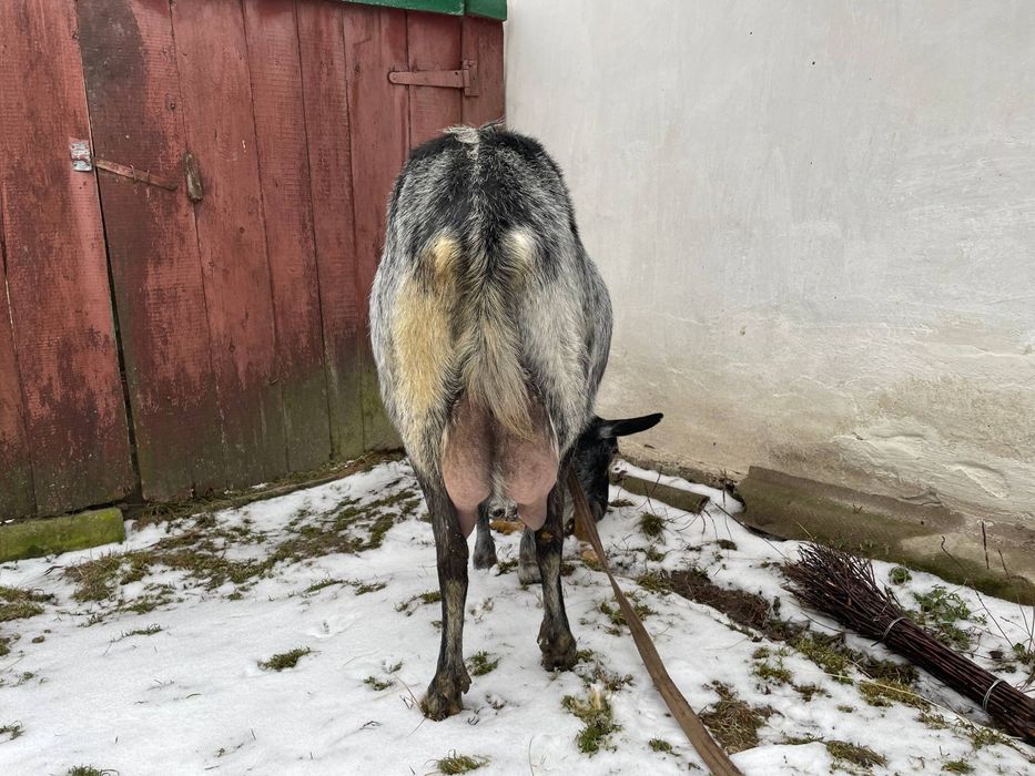 Продам гарну молоду козу