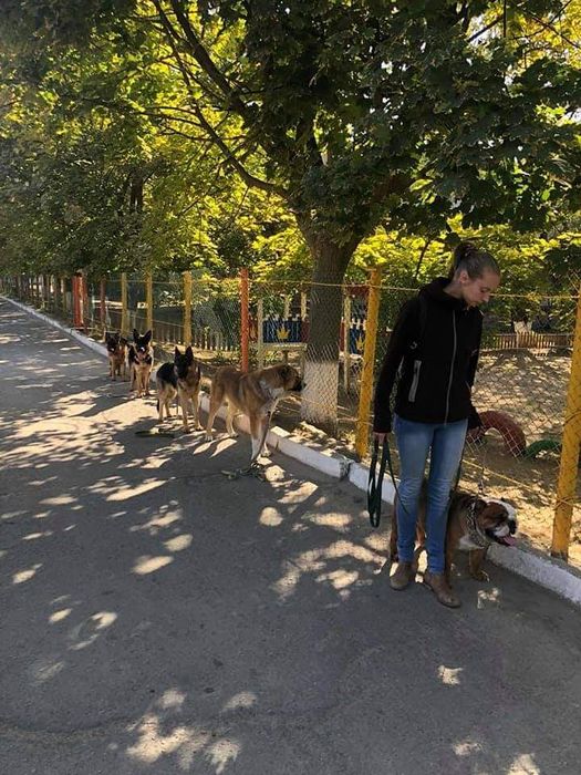 Дрессировка собак ,кинолог николаев