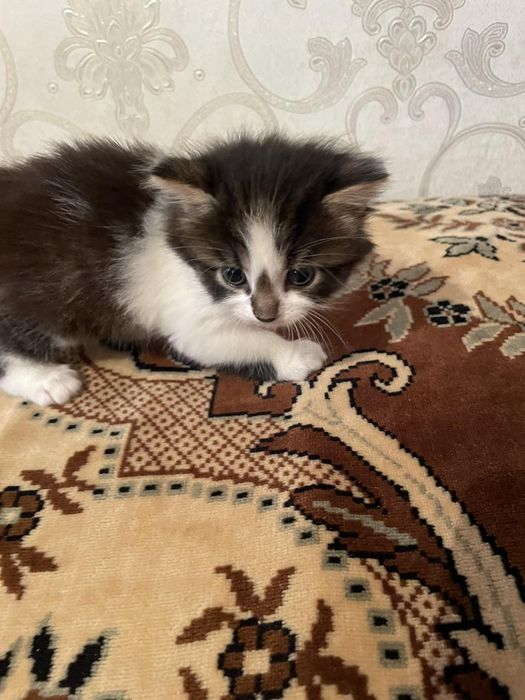 Кошенятко  трьохкольорове