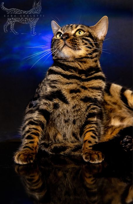 Бенгальскі котенята котята котики відкрити для броні бенгали уголь