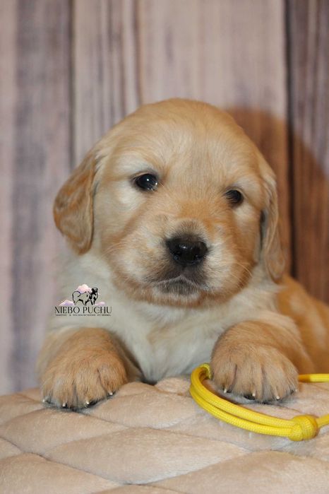 Piesek Golden retriever ZKwP FCI