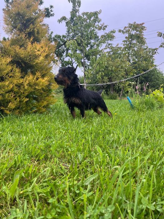 Продам  жорсткого ягтерєра