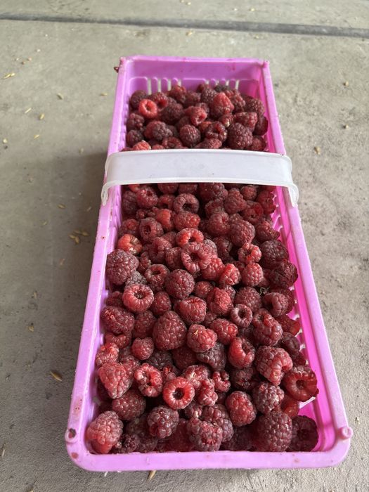 Maliny.
