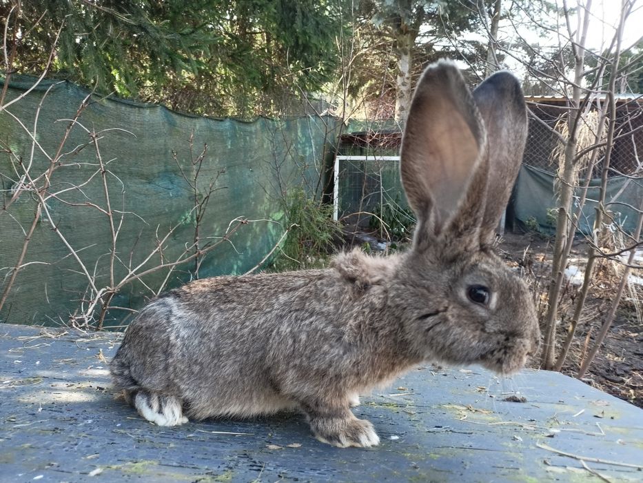 Królik Olbrzym belgijski