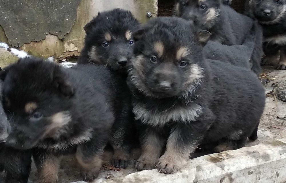 Щенки немецкой овчарки