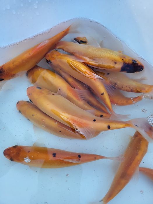 Koi karp karaś orfa złoty lin amur